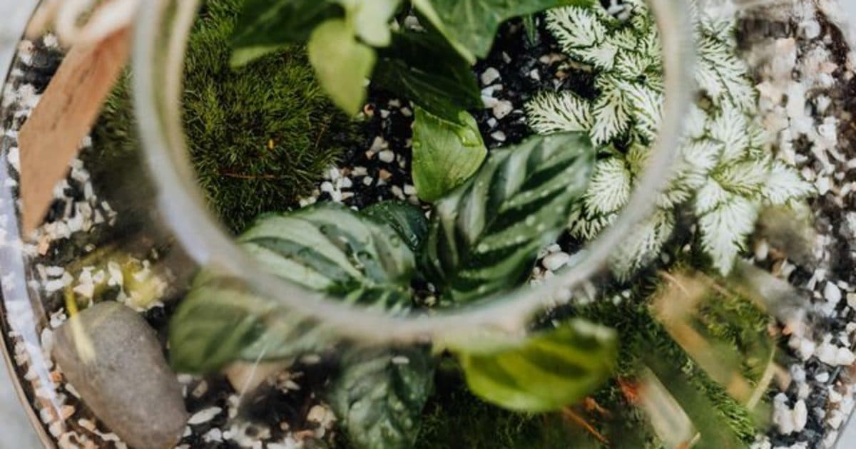 Floral Workshop in Riccione: Botanical Creations with Terra Acqua Dano