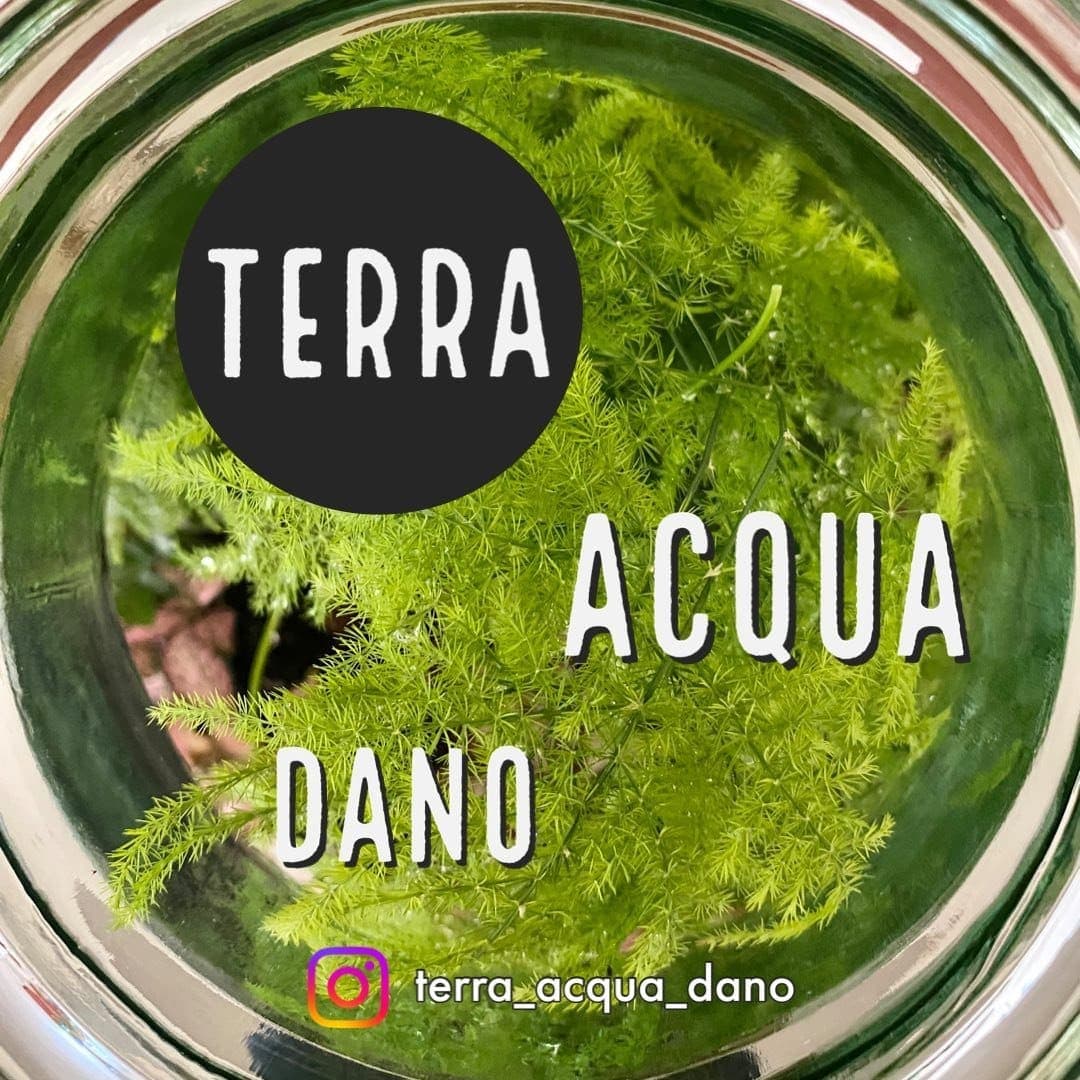 Terraacquadano